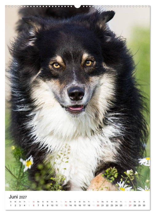 Australian Shepherd – Mit dem Aussie unterwegs (CALVENDO Premium Wandkalender 2027)