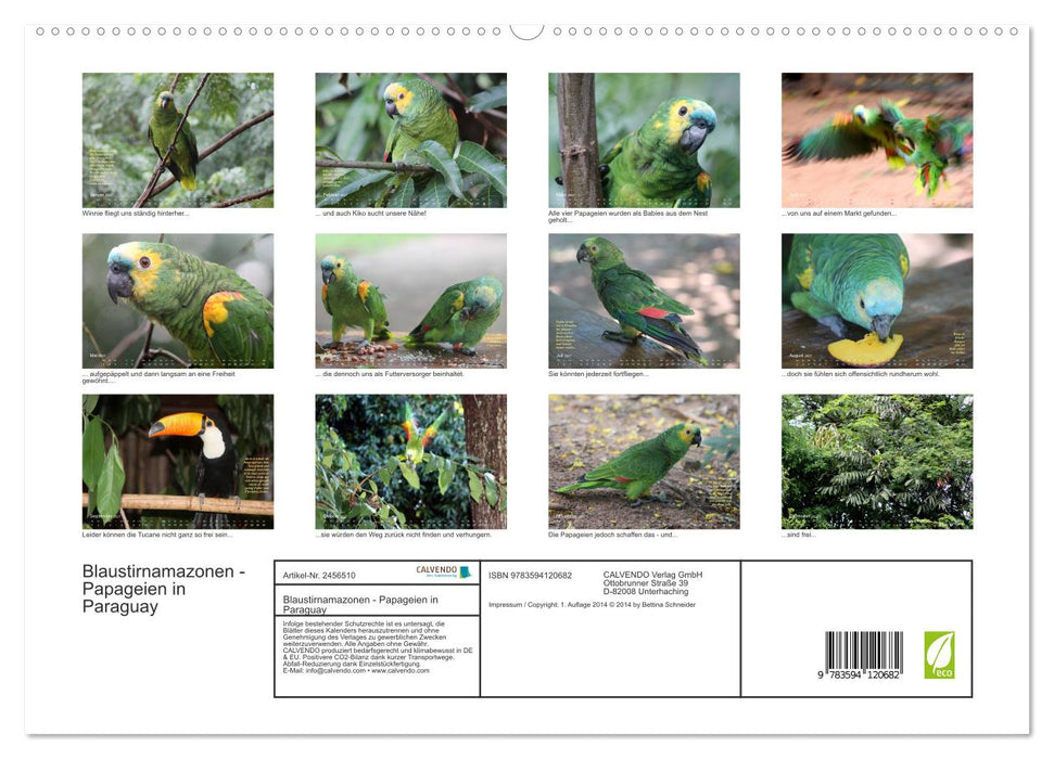 Blaustirnamazonen - Papageien in Paraguay (CALVENDO Premium Wandkalender 2027)