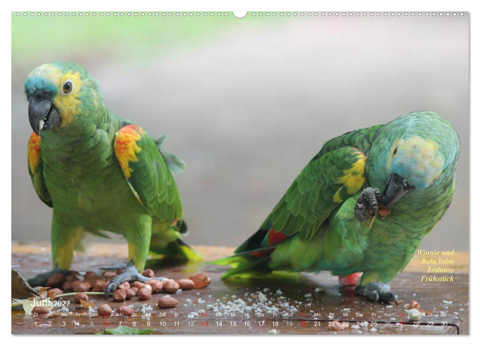 Blaustirnamazonen - Papageien in Paraguay (CALVENDO Premium Wandkalender 2027)