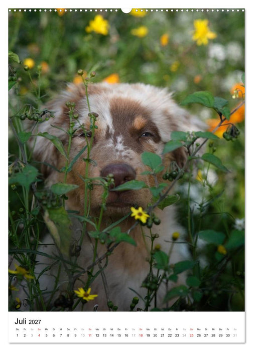 Kleine und große Hundekinder 2027 (CALVENDO Premium Wandkalender 2027)