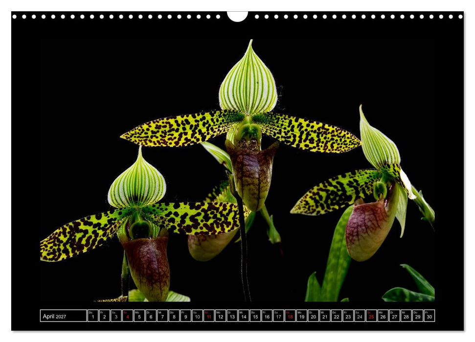 Frauenschuhe - die schönsten Orchideen der Welt (CALVENDO Wandkalender 2027)