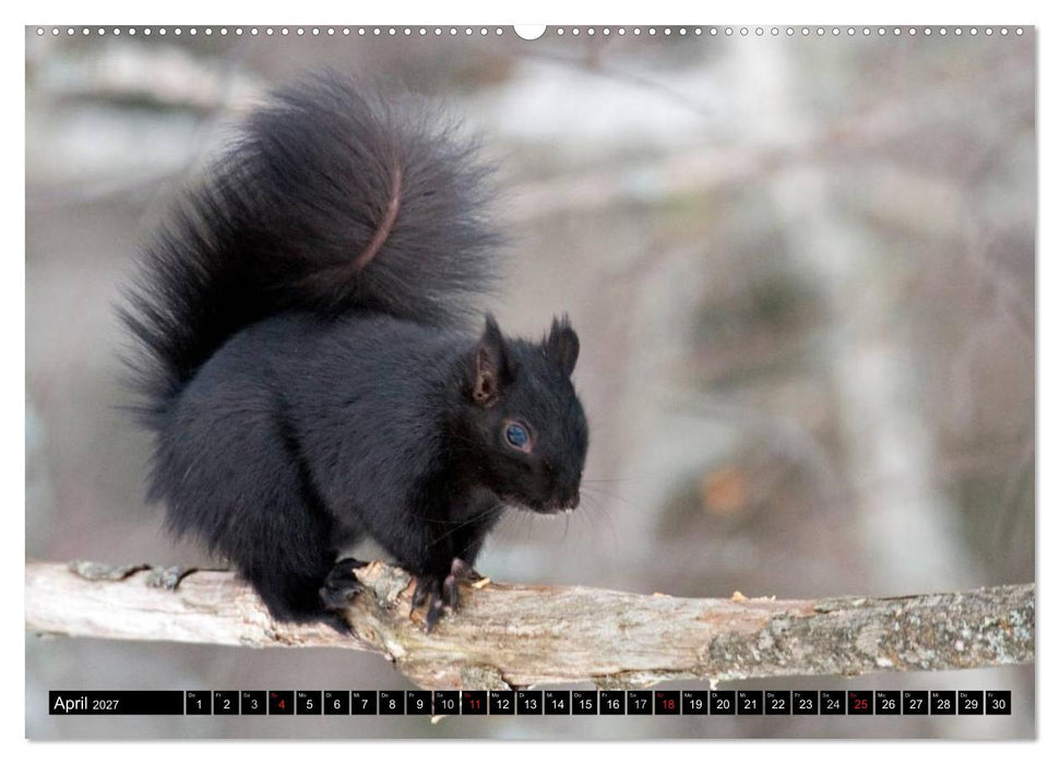 EICHHÖRNCHEN (CALVENDO Wandkalender 2027)