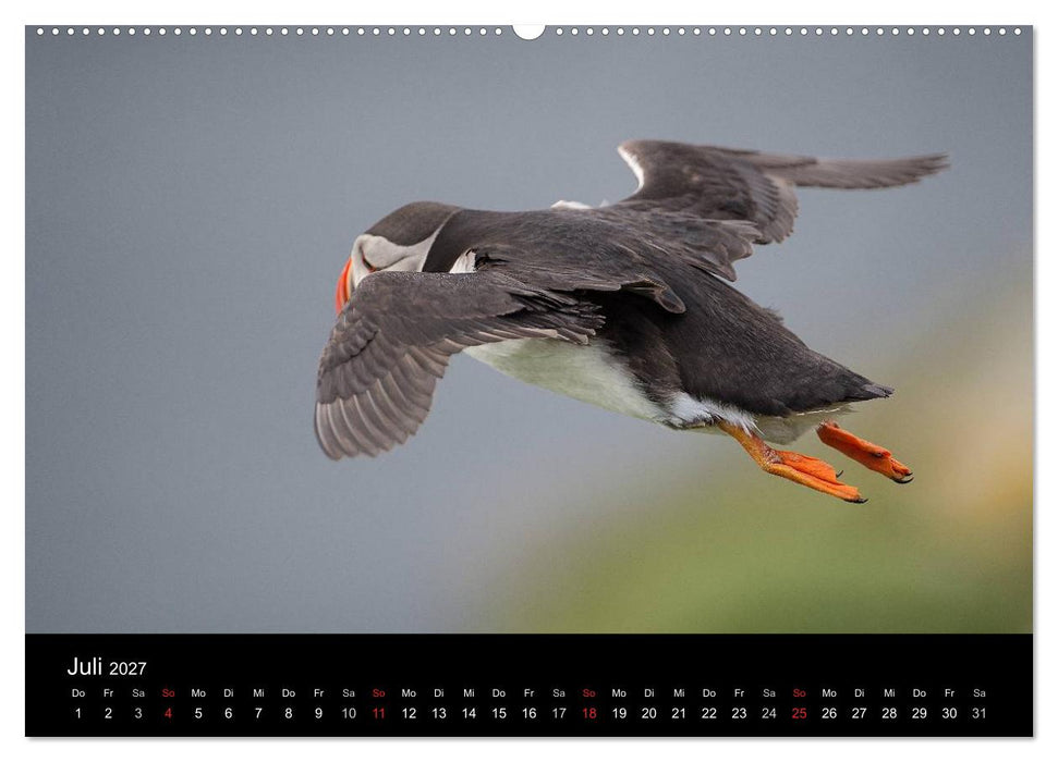 Papageientaucher 2027 (CALVENDO Premium Wandkalender 2027)