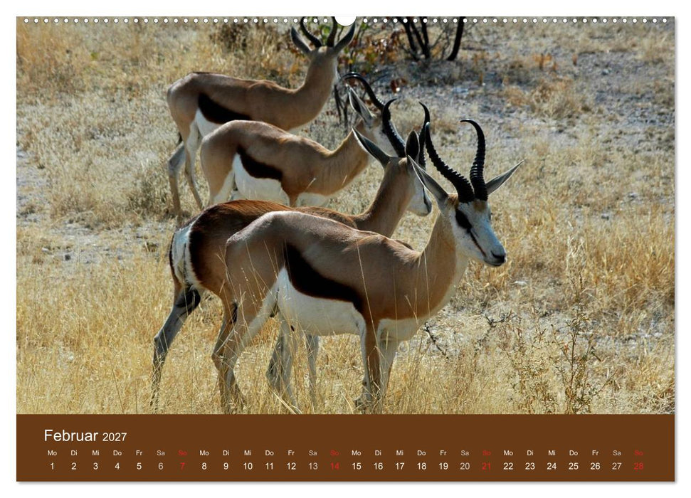 Namibia - faszinierende Menschen und Tiere (CALVENDO Premium Wandkalender 2027)