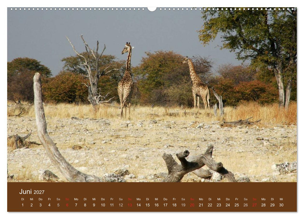 Namibia - faszinierende Menschen und Tiere (CALVENDO Premium Wandkalender 2027)