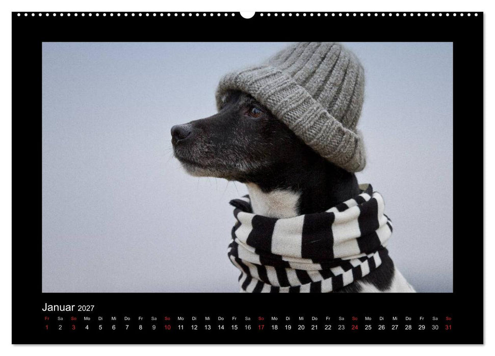 Jack Russell Terrier.....Ein Verwandlungskünstler namens Jake (CALVENDO Premium Wandkalender 2027)