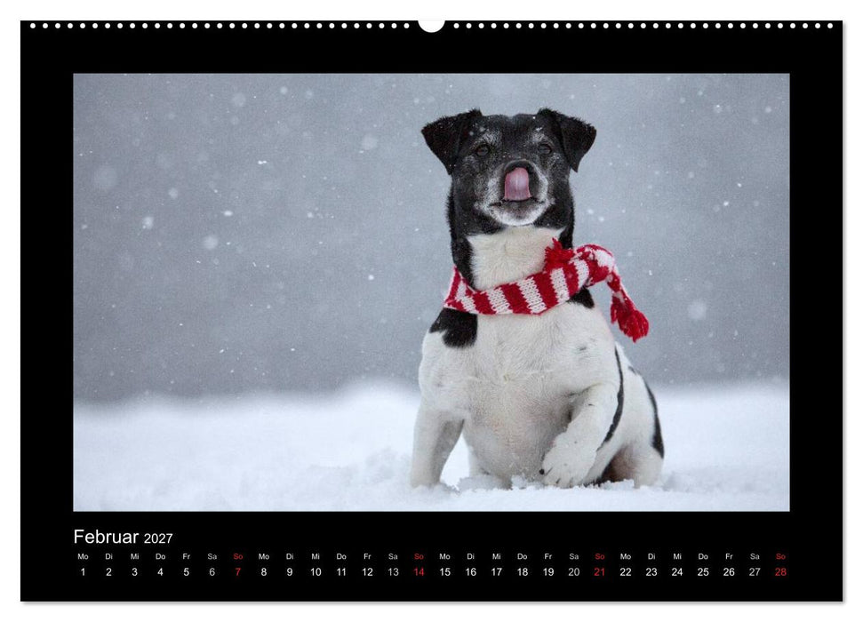 Jack Russell Terrier.....Ein Verwandlungskünstler namens Jake (CALVENDO Premium Wandkalender 2027)