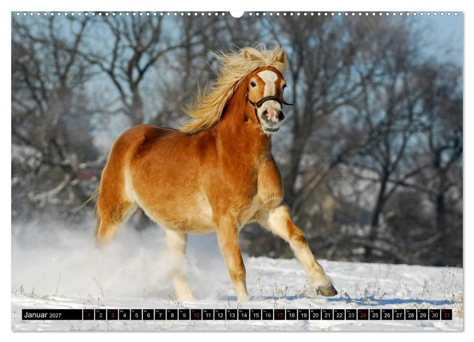 Welt der Pferde (CALVENDO Premium Wandkalender 2027)