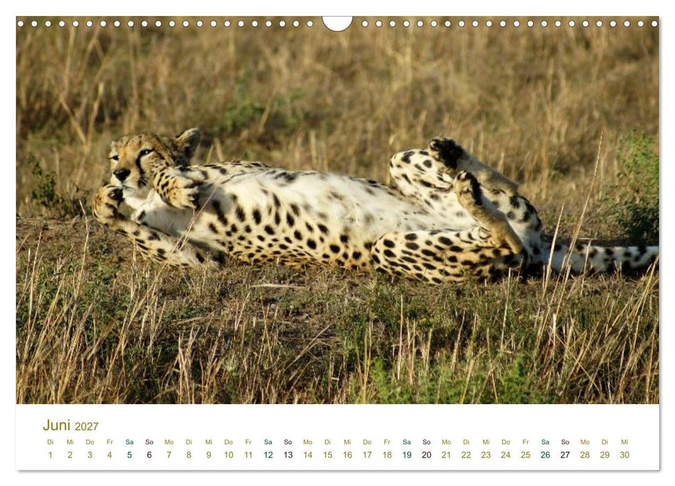 Safari Impressionen / Kenia (CALVENDO Wandkalender 2027)