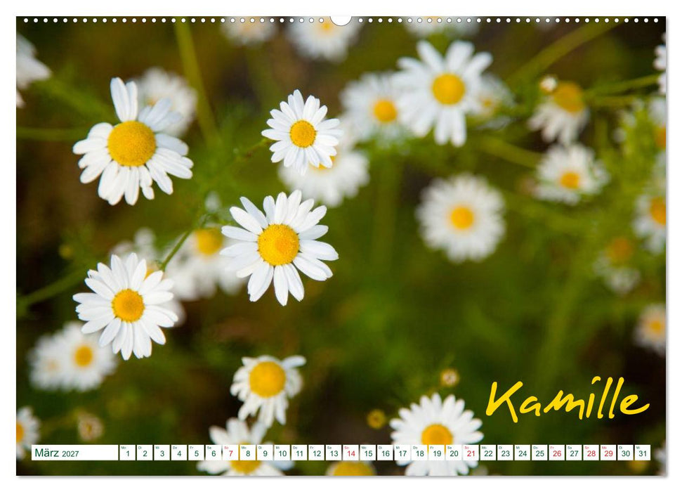 Kräuter - Gesund, hübsch und lecker (CALVENDO Wandkalender 2027)