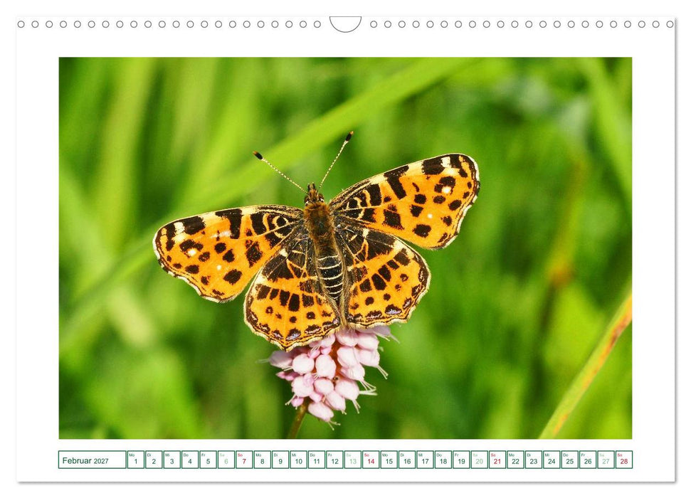 Schmetterlinge: zart und bunt (CALVENDO Wandkalender 2027)