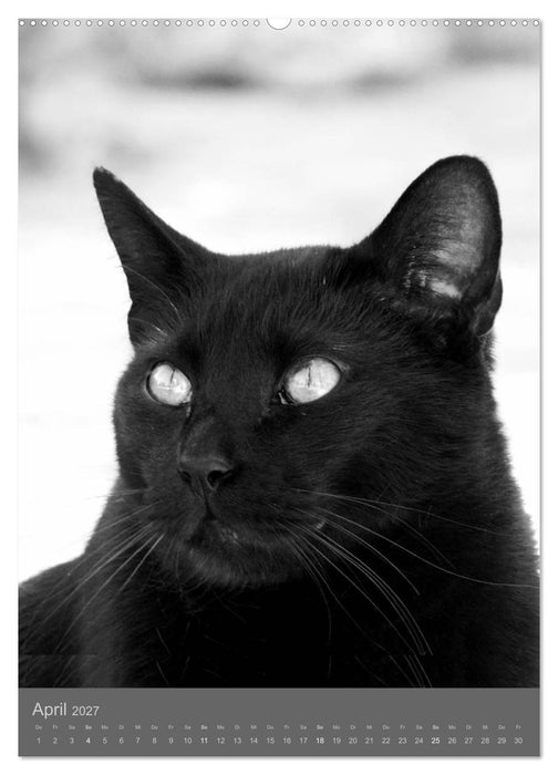 Sonja Heller Katzen in SW-Portraits (CALVENDO Wandkalender 2027)