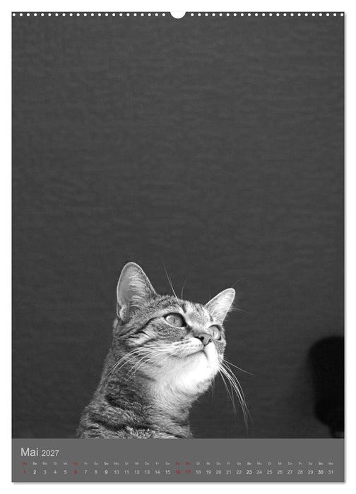 Sonja Heller Katzen in SW-Portraits (CALVENDO Wandkalender 2027)