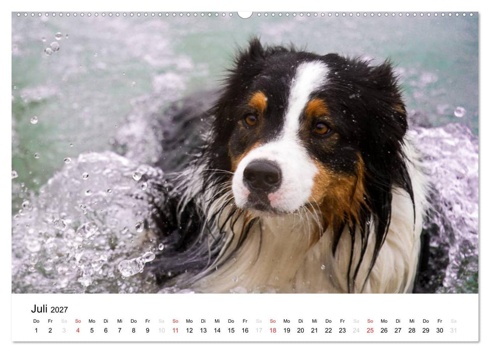 Australian Shepherd - Traum auf vier Pfoten (CALVENDO Premium Wandkalender 2027)