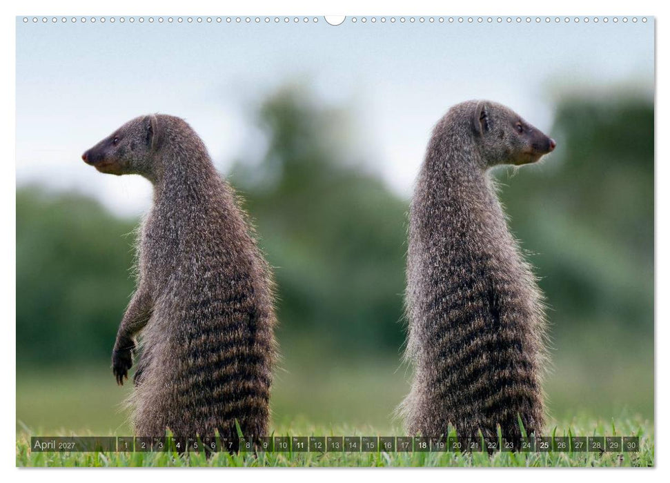 Namibia - Die Tierwelt (CALVENDO Wandkalender 2027)