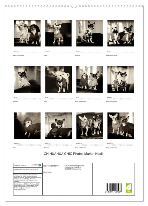 CHIHUAHUA CHIC Photos Marion Koell (CALVENDO Premium Wandkalender 2027)