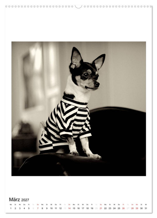 CHIHUAHUA CHIC Photos Marion Koell (CALVENDO Premium Wandkalender 2027)