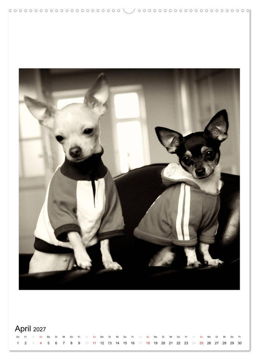 CHIHUAHUA CHIC Photos Marion Koell (CALVENDO Premium Wandkalender 2027)