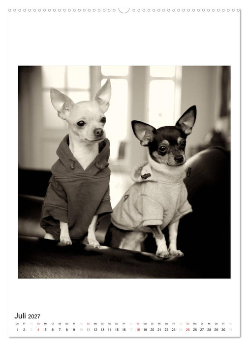 CHIHUAHUA CHIC Photos Marion Koell (CALVENDO Premium Wandkalender 2027)