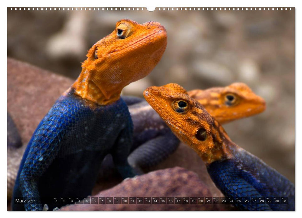 Namibia - Die Tierwelt (CALVENDO Premium Wandkalender 2027)