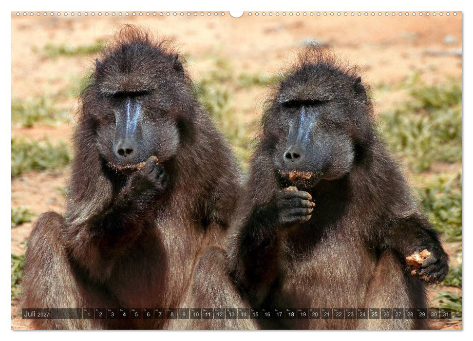 Namibia - Die Tierwelt (CALVENDO Premium Wandkalender 2027)