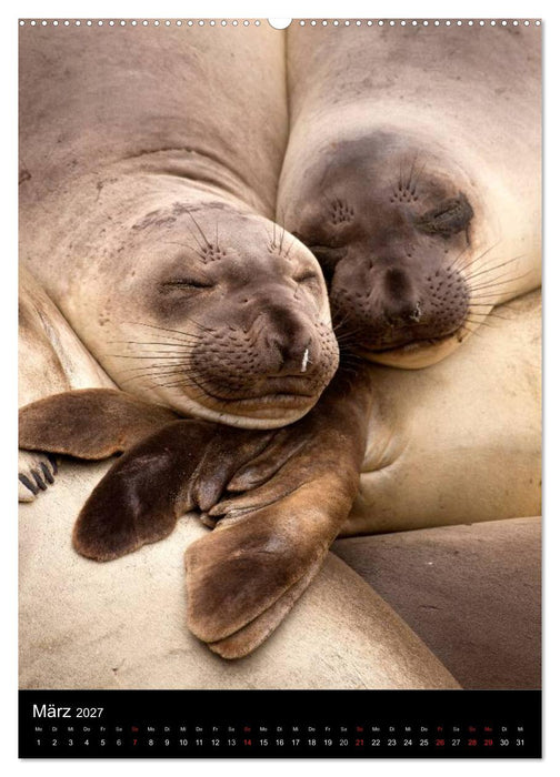Tiere - Animals (CALVENDO Wandkalender 2027)