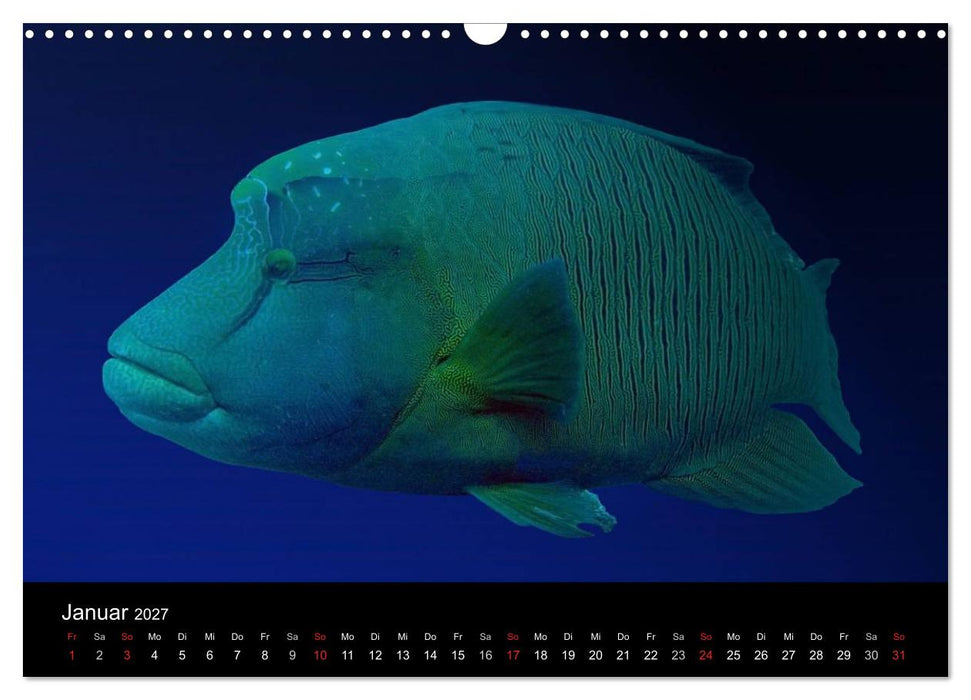 Meeres Schönheiten (CALVENDO Wandkalender 2027)