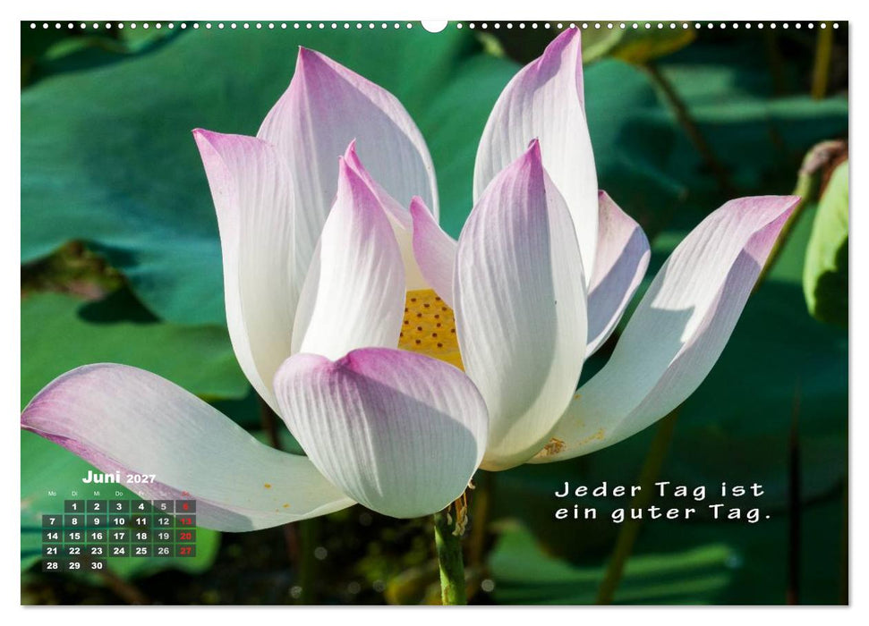 BUDDHAS WEISHEITEN - Balsam für die Seele (CALVENDO Wandkalender 2027)