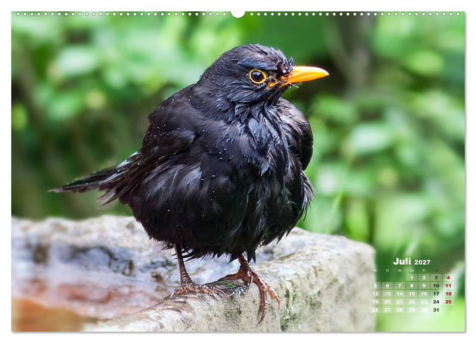 NATUR PUR - Singvögel ganz nah (CALVENDO Premium Wandkalender 2027)