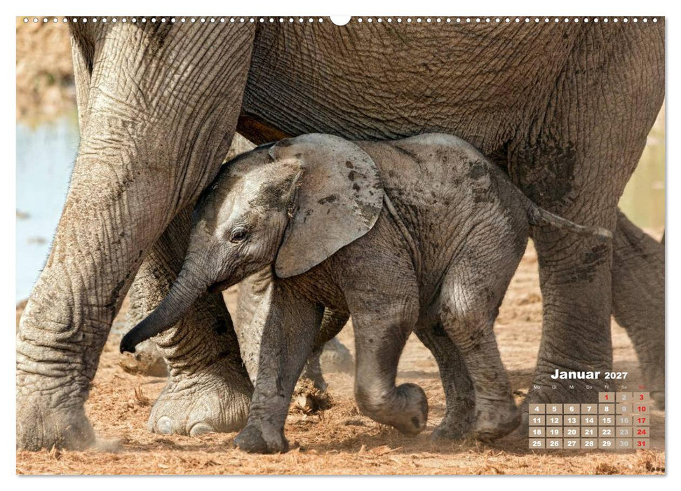 Afrikas Tierwelt: Elefantenbabys (CALVENDO Premium Wandkalender 2027)