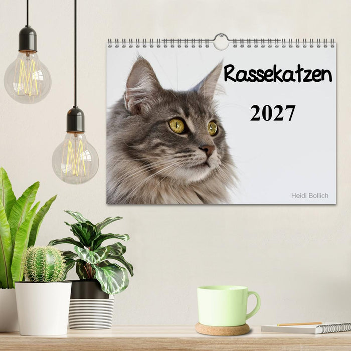 Rassekatzen 2027 (CALVENDO Wandkalender 2027)