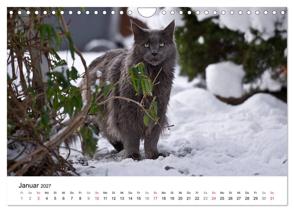 Rassekatzen 2027 (CALVENDO Wandkalender 2027)