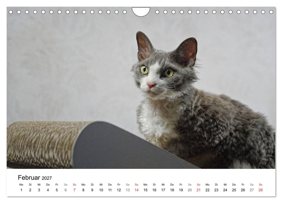 Rassekatzen 2027 (CALVENDO Wandkalender 2027)