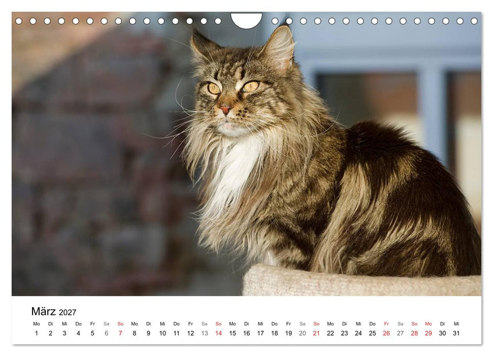 Rassekatzen 2027 (CALVENDO Wandkalender 2027)