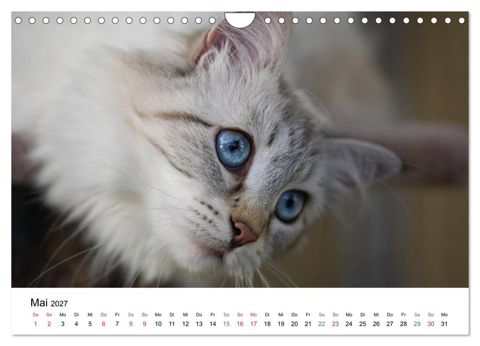Rassekatzen 2027 (CALVENDO Wandkalender 2027)