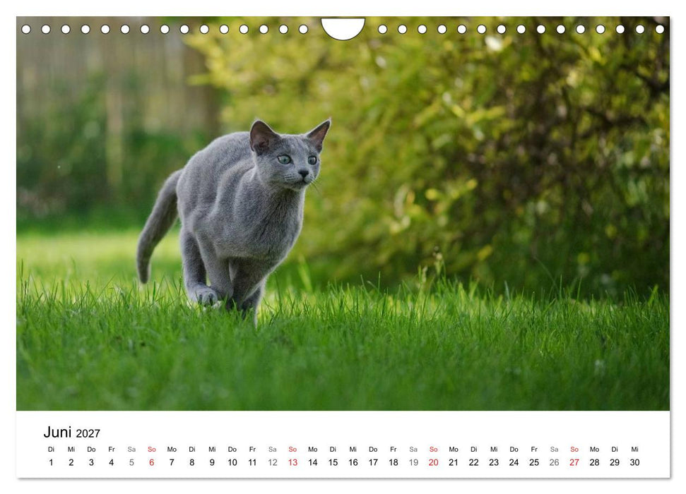 Rassekatzen 2027 (CALVENDO Wandkalender 2027)