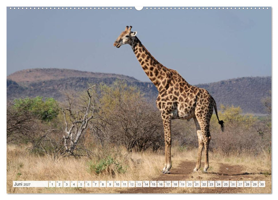 Südafrika / Landschaften & Tiere / Christian Heeb (CALVENDO Premium Wandkalender 2027)