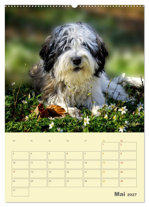 PON-Welpen - jeder Tag ein großes Abenteuer / Planer (CALVENDO Wandkalender 2027)