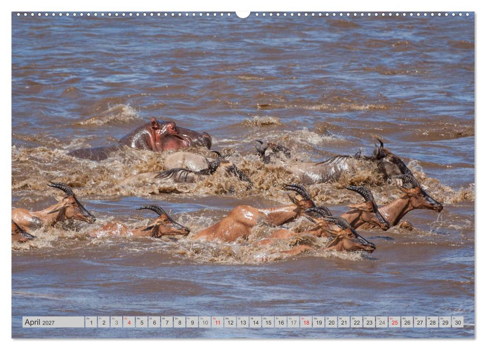Emotionale Momente. Happy Hippo / CH-Version (CALVENDO Premium Wandkalender 2027)