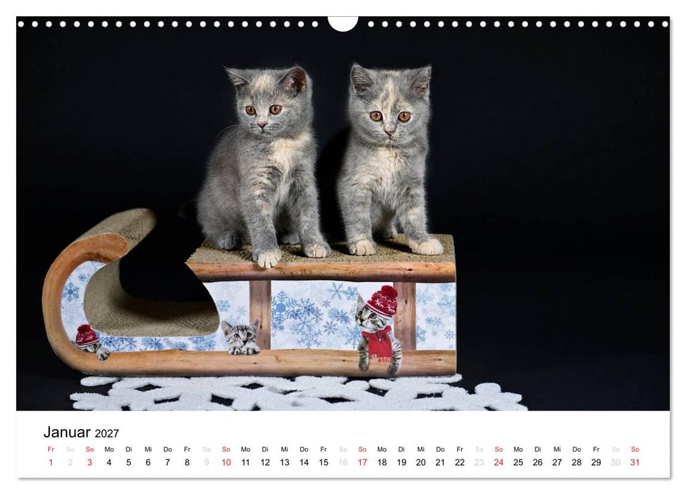 Briten Bärchen – Britsch Kurzhaar 2027 (CALVENDO Wandkalender 2027)