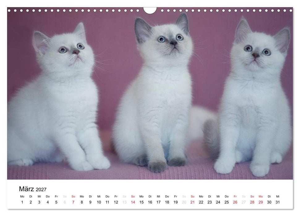 Briten Bärchen – Britsch Kurzhaar 2027 (CALVENDO Wandkalender 2027)