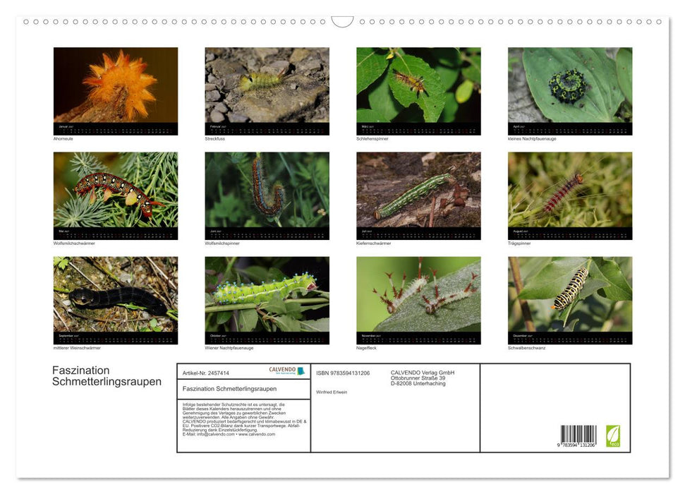 Faszination Schmetterlingsraupen (CALVENDO Wandkalender 2027)