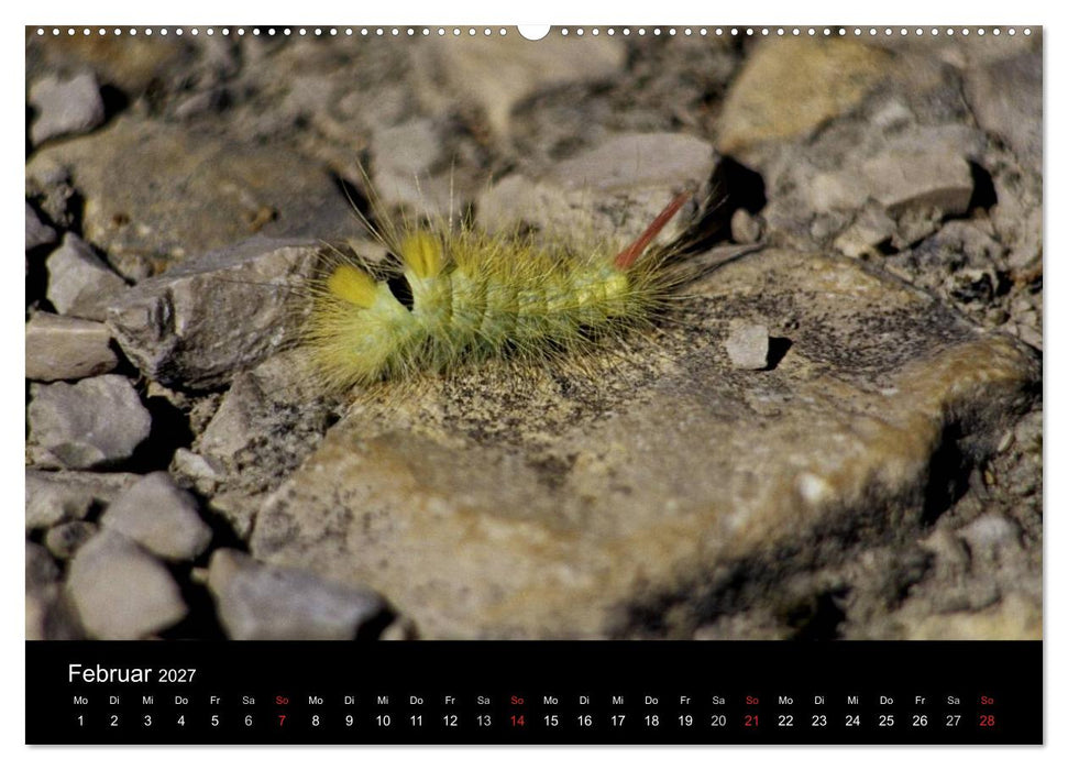 Faszination Schmetterlingsraupen (CALVENDO Wandkalender 2027)
