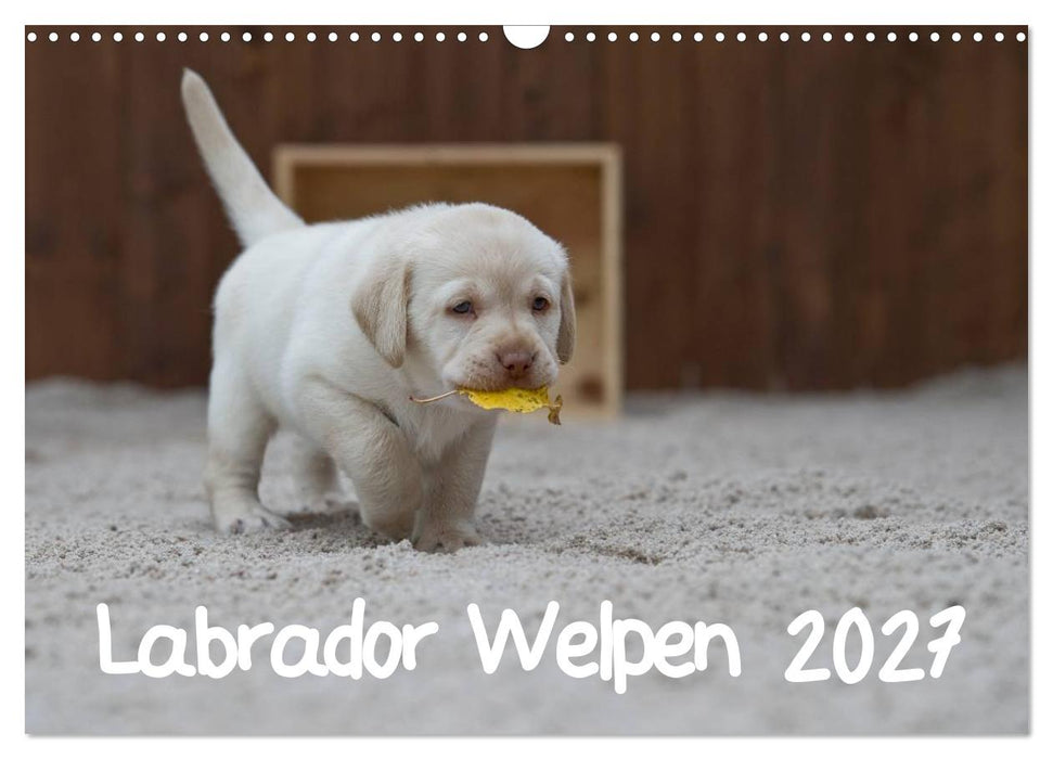 Labrador Welpen (CALVENDO Wandkalender 2027)