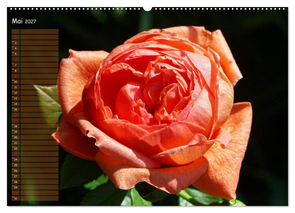 Lass Rosen sprechen (CALVENDO Premium Wandkalender 2027)