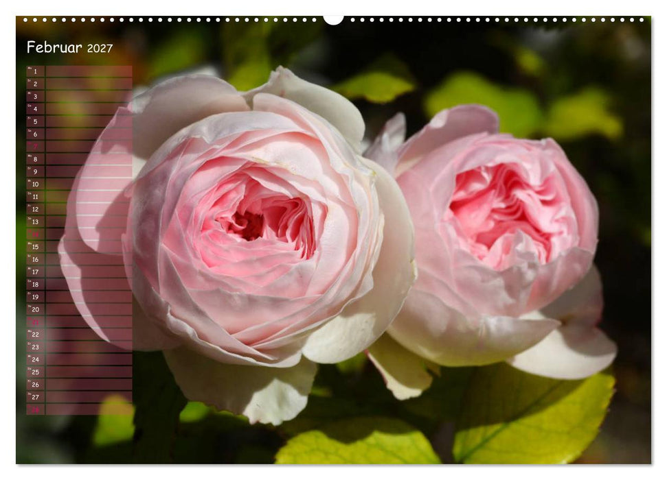 Lass Rosen sprechen (CALVENDO Wandkalender 2027)