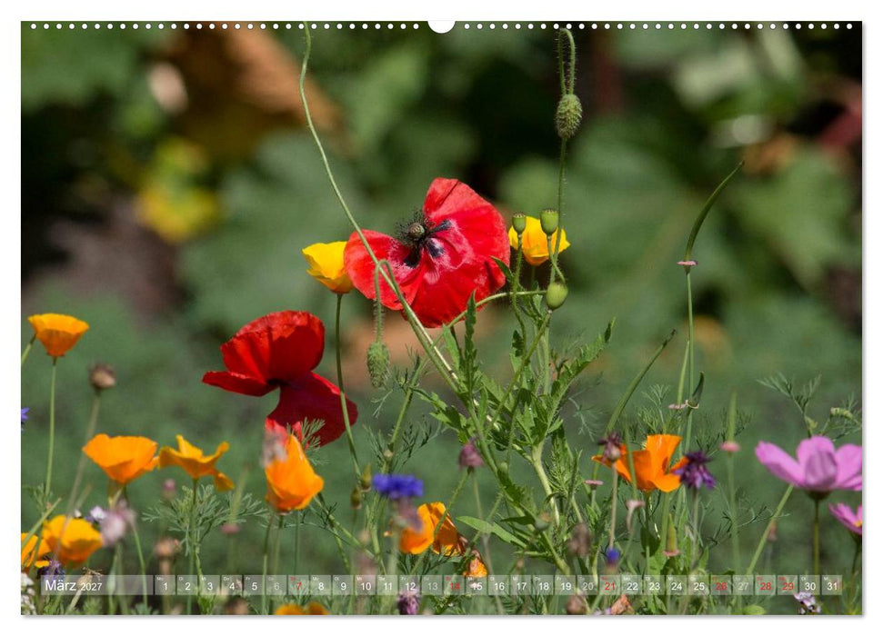 Mohn (CALVENDO Wandkalender 2027)