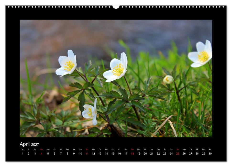 Landschaft Teufelsmoor / 2027 (CALVENDO Wandkalender 2027)