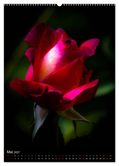 Gartenrosen (CALVENDO Wandkalender 2027)
