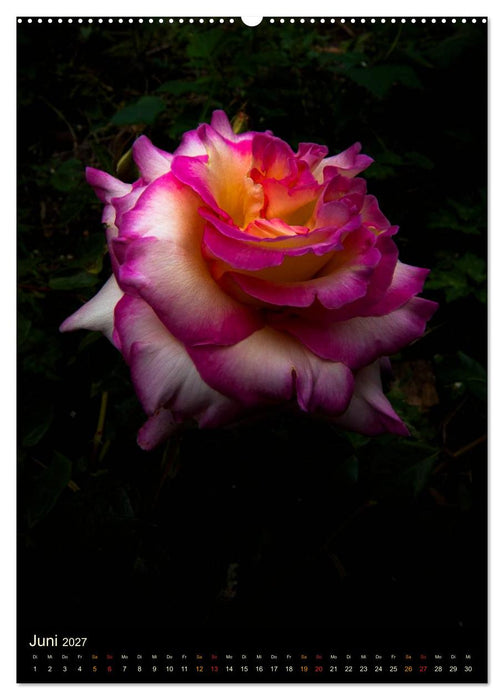 Gartenrosen (CALVENDO Wandkalender 2027)